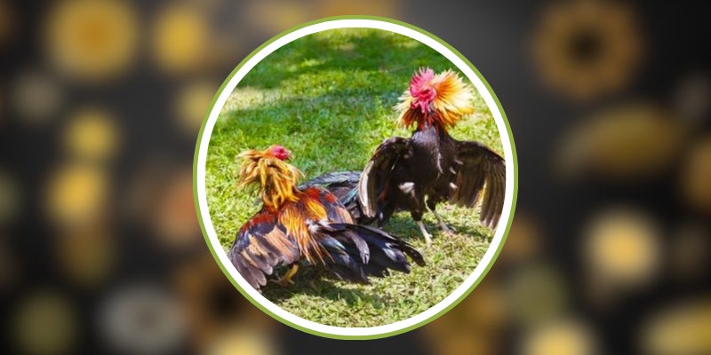 789BET – Đổi Mới Trải Nghiệm Cá Cược Với Công Nghệ Hiện Đại 2 Cá cược thể thao với dữ liệu theo thời gian thực
